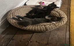 Mixed Breed cats for sale: Kittens for sale - Advert 6