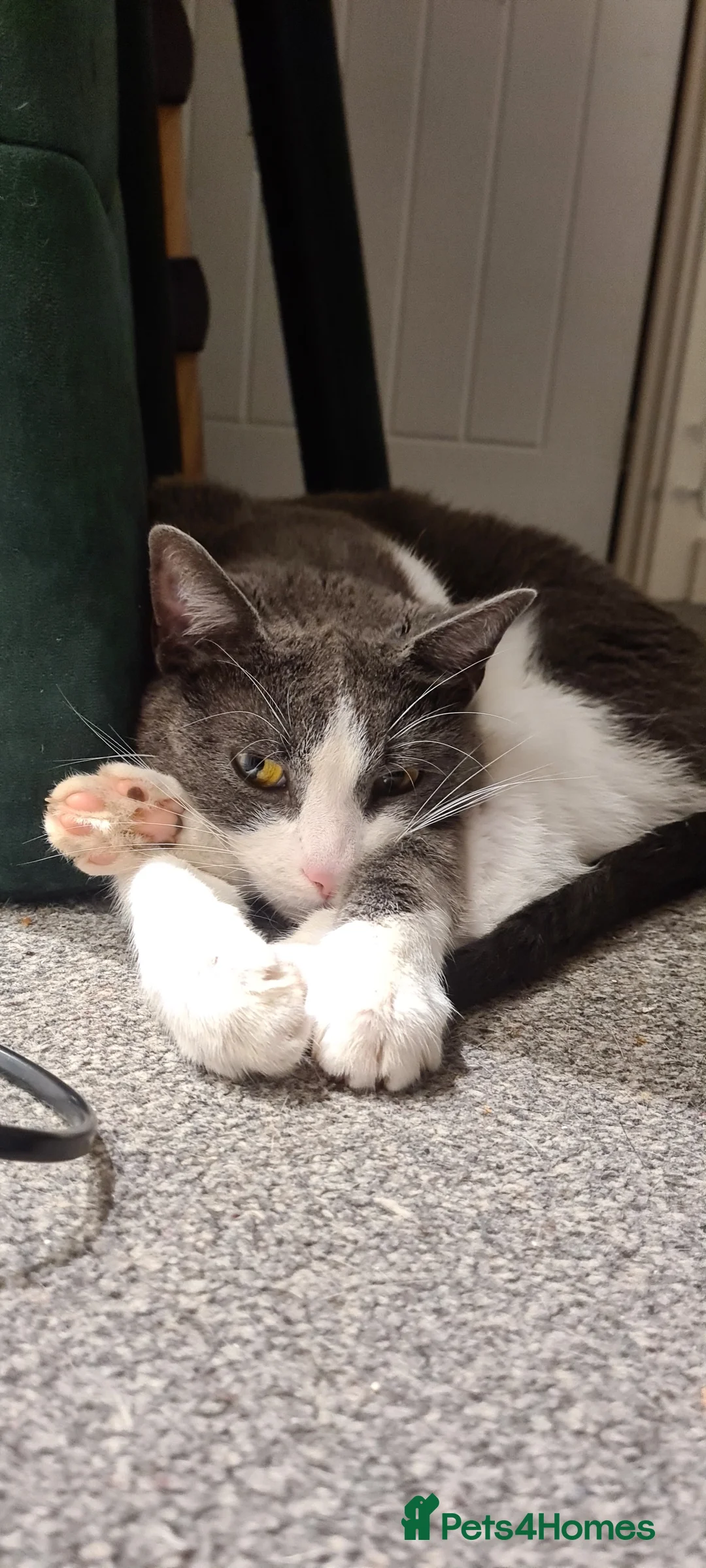 Mixed Breed cats for sale: Juno 7 years old - Advert 14