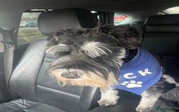 Mixed Breed dogs for sale: 🐾🐶Schnauzer/ Schnoodles 🐶🐾 - Image 12