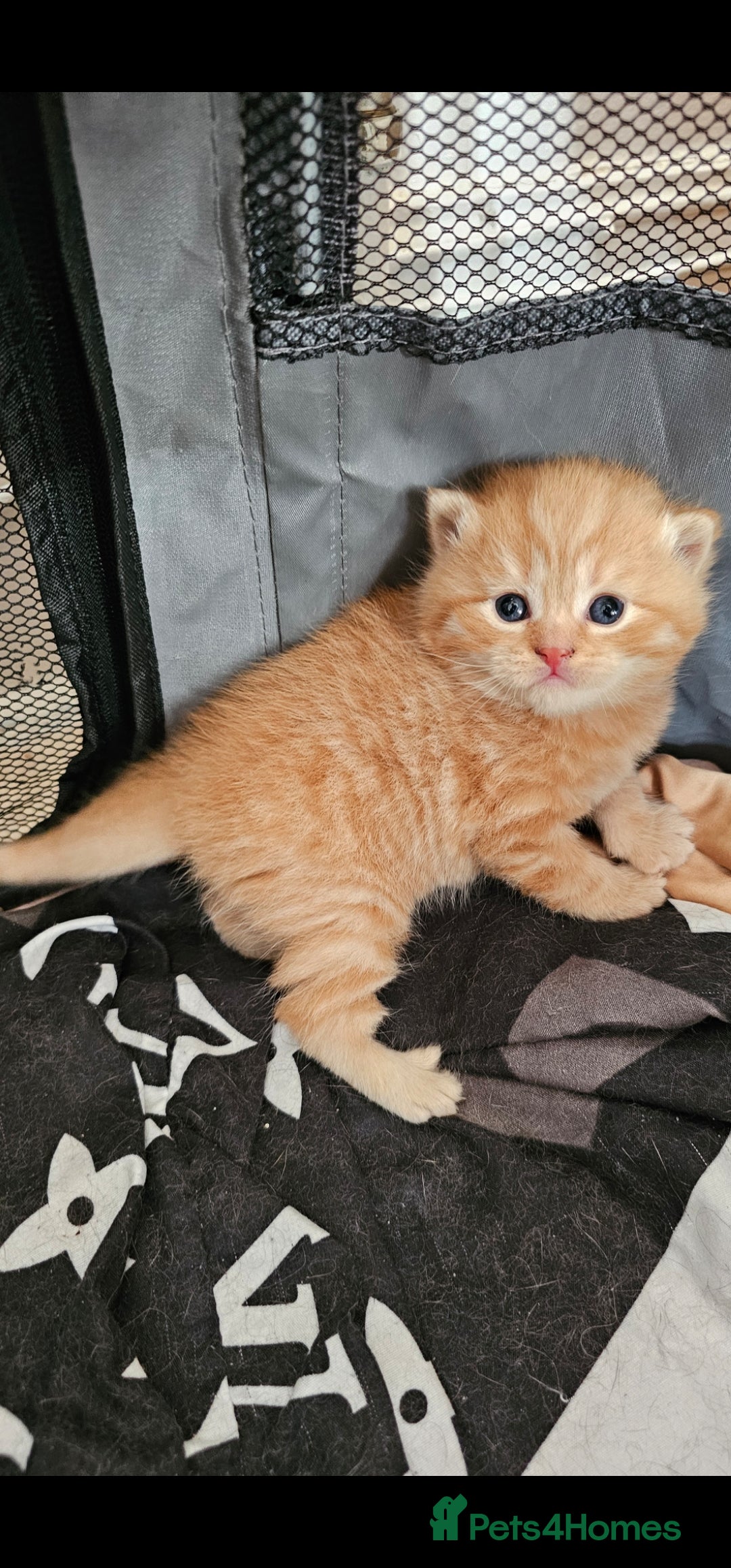 British Shorthair cats for sale: Beautiful British shorthair kittens  - Advert 2