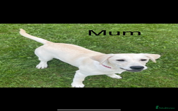 Labrador Retriever dogs for sale: Adorable Labradors ready for there forever  home  - Image 8
