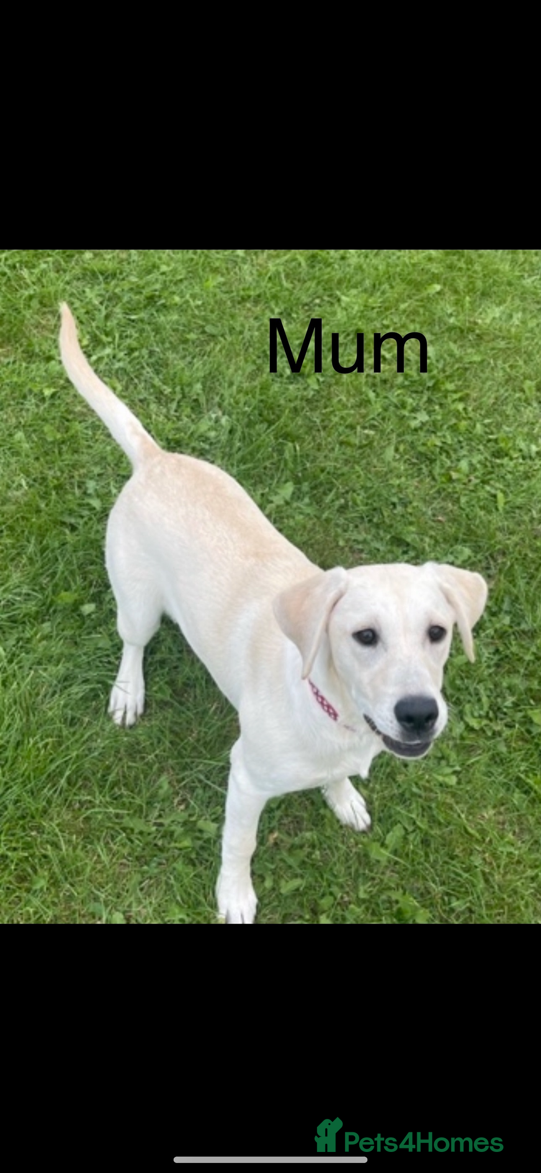 Labrador Retriever dogs for sale: Adorable Labradors ready for there forever  home  - Image 8