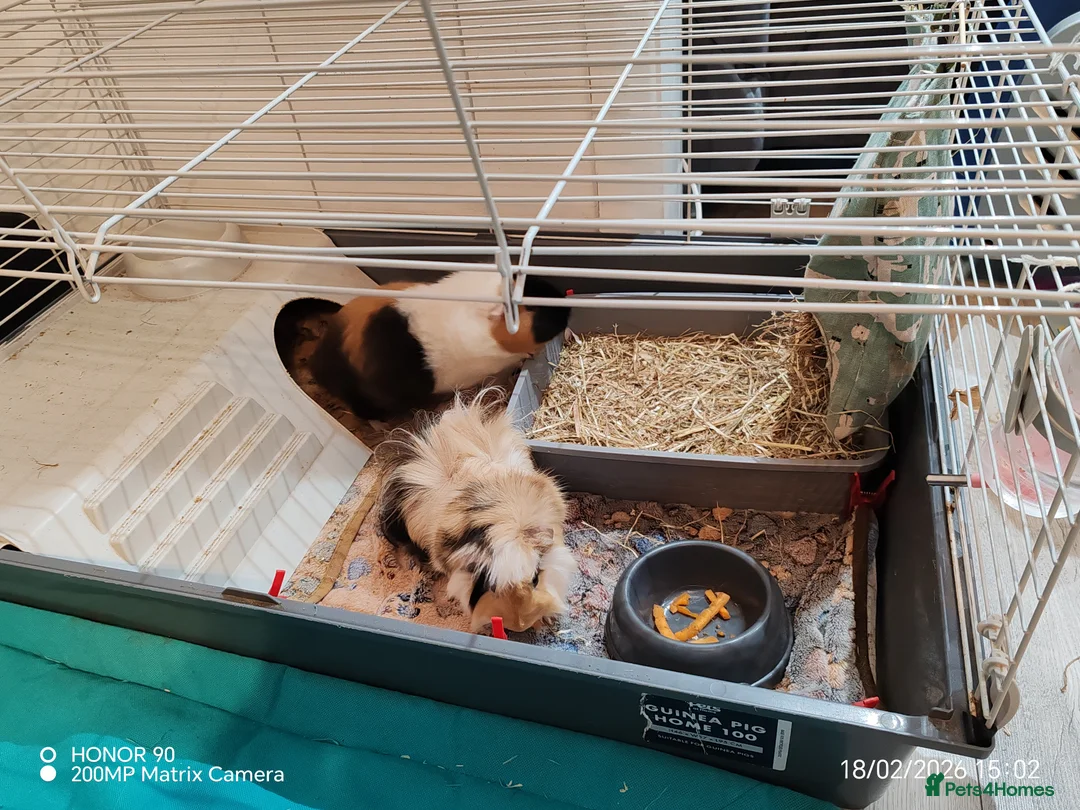 Guinea Pig rodents for sale: 2 lovely male guinea pigs need new home full setup in Uxbridge - Advert 1
