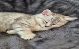 Mixed Breed cats for sale: British short-hair / Siberian cross - Image 2