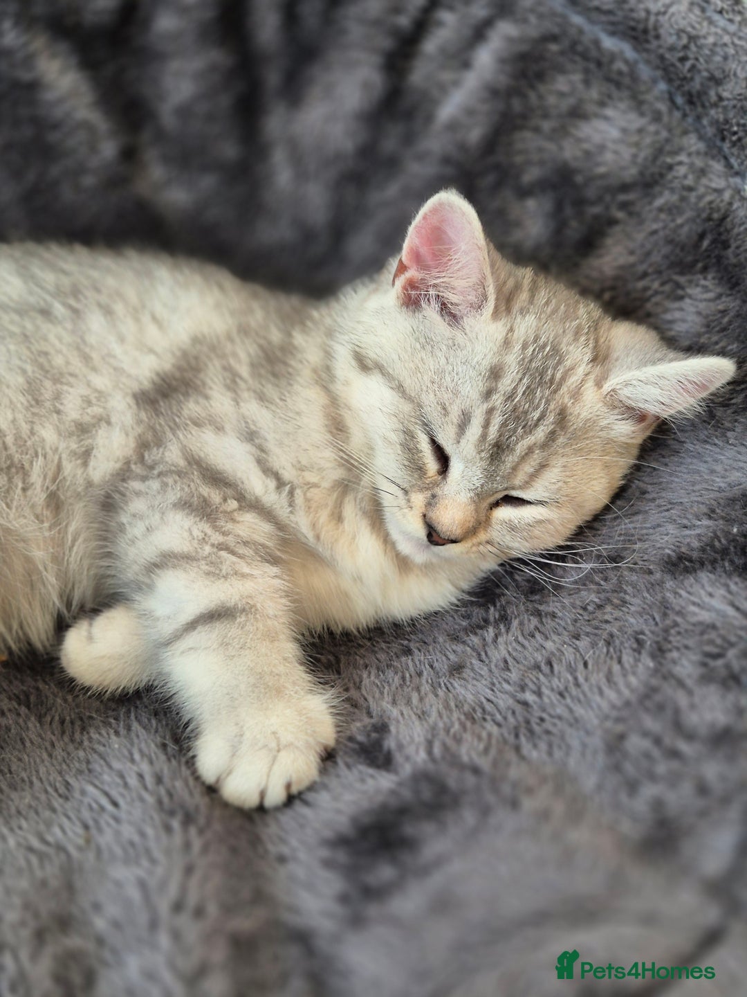 Mixed Breed cats for sale: British short-hair / Siberian cross - Image 2