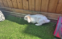 English Lop rabbits for sale: Stunning boy looking for a home  in Warlingham - Image 1