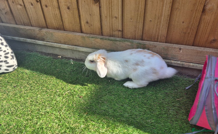 English Lop rabbits in Warlingham - Advert 1