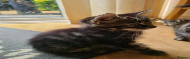 Mixed Breed 2