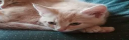 Mixed Breed cats for sale: ONLY ONE AMAZING, BEAUTIFUL, CLEVER, KITTEN LEFT - Advert 9