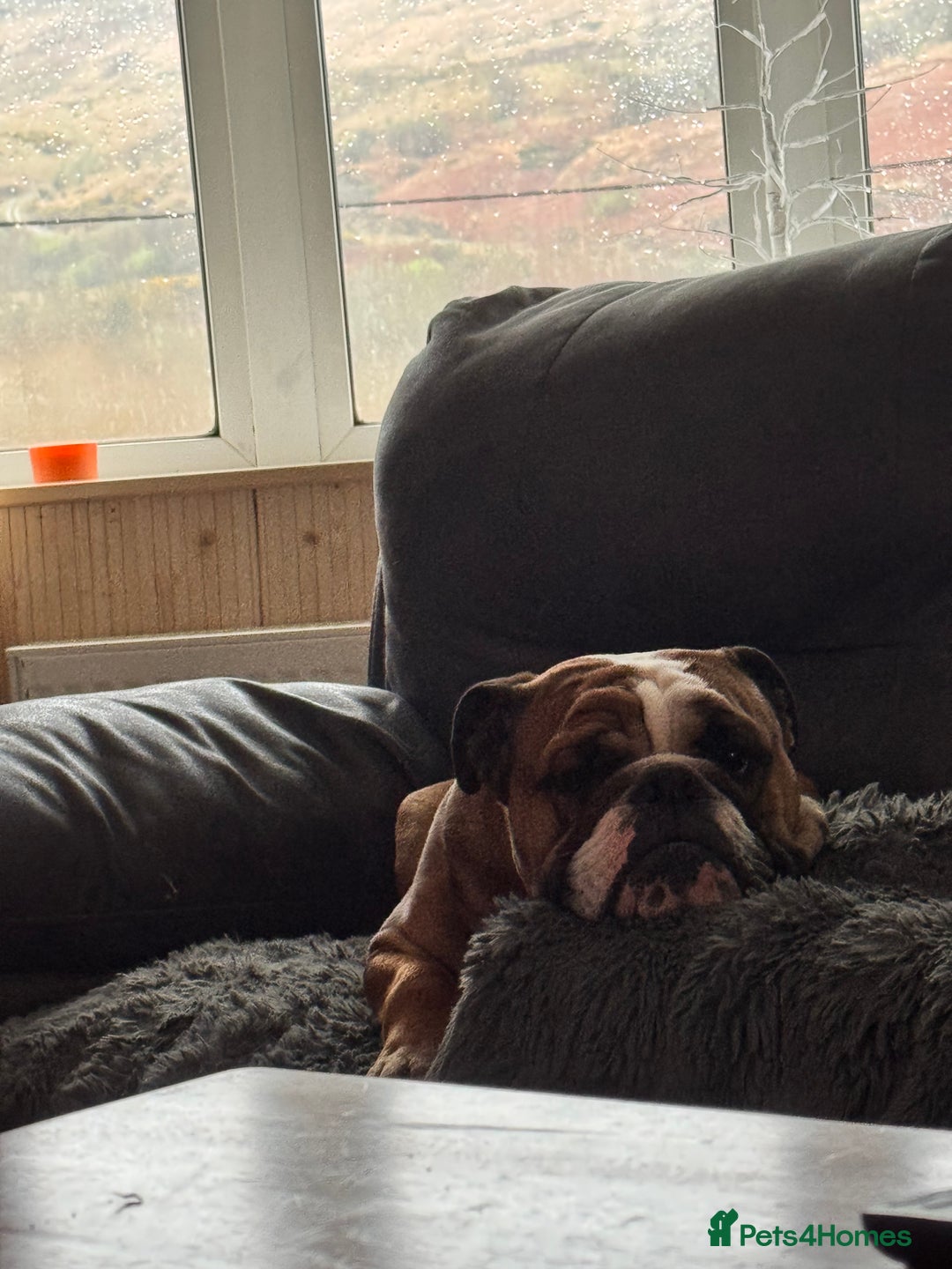 English Bulldog dogs for sale: English Bulldog Needs new Home  - Image 9