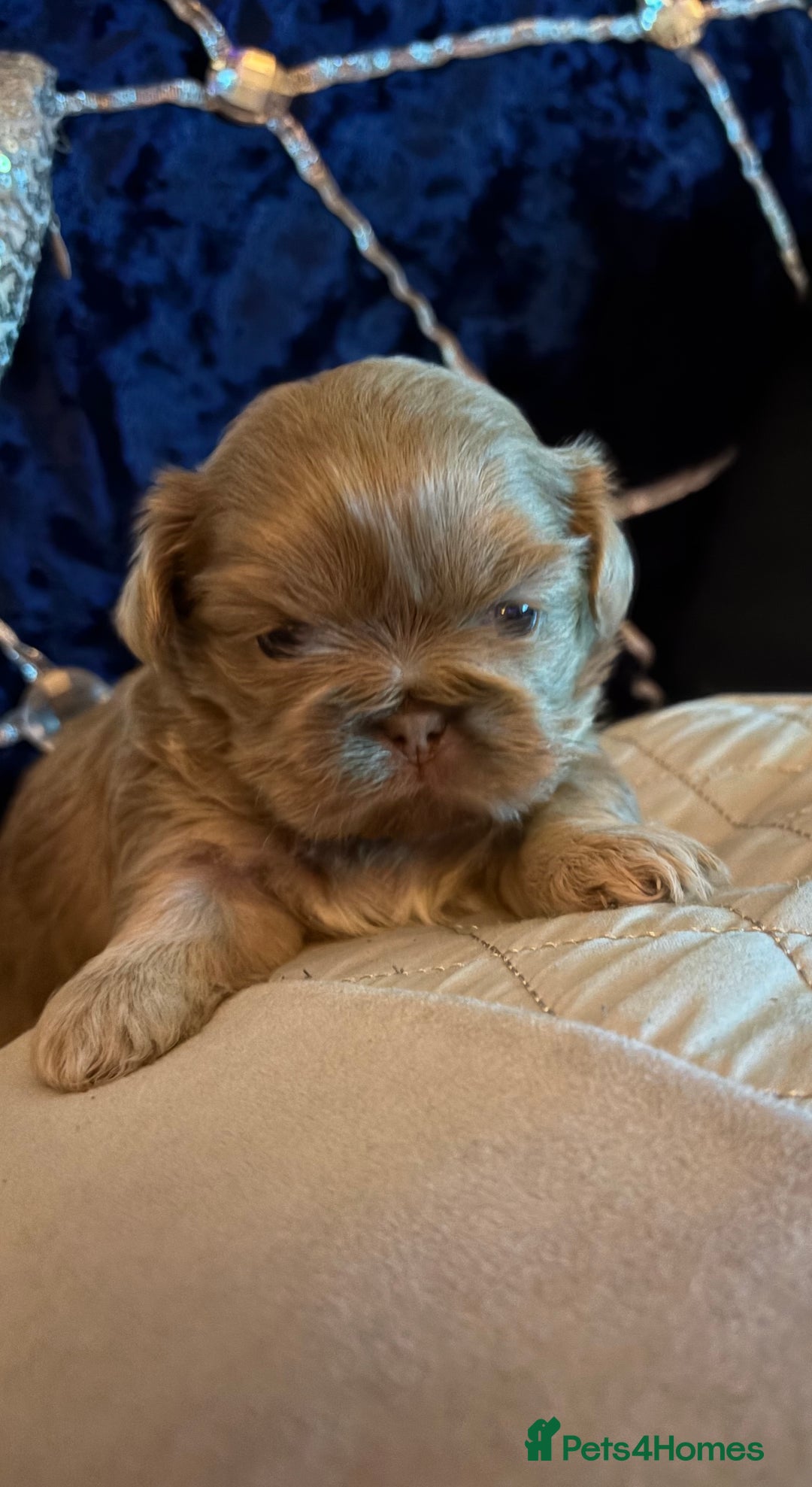 Shih Tzu dogs for sale: 4 beautiful stunning shih tzu puppies  - Advert 9