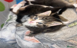 Domestic Shorthair cats for sale: 3 male kittens for sale 🩷 - Image 9