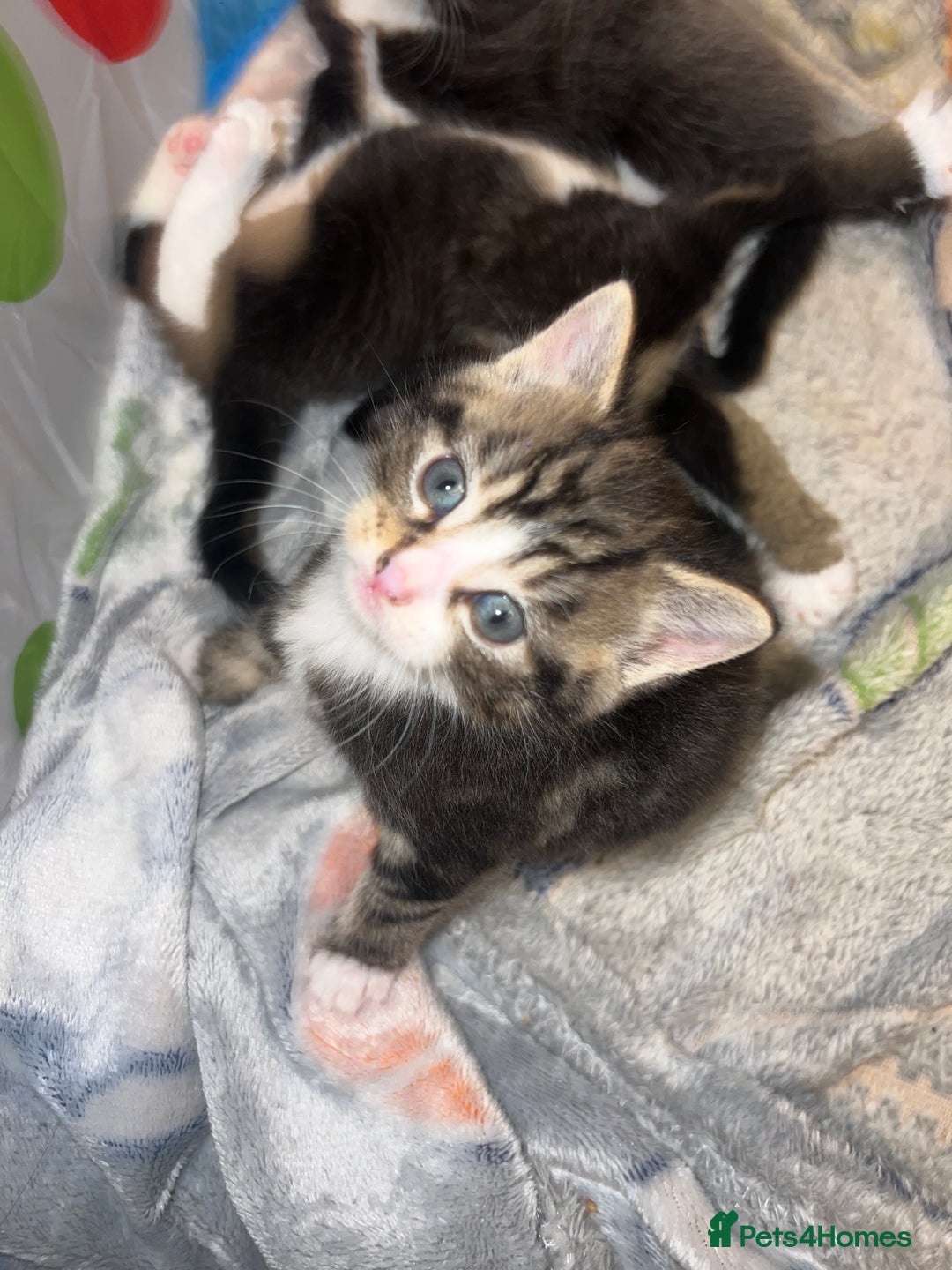 Domestic Shorthair cats for sale: 3 male kittens for sale 🩷 - Image 9
