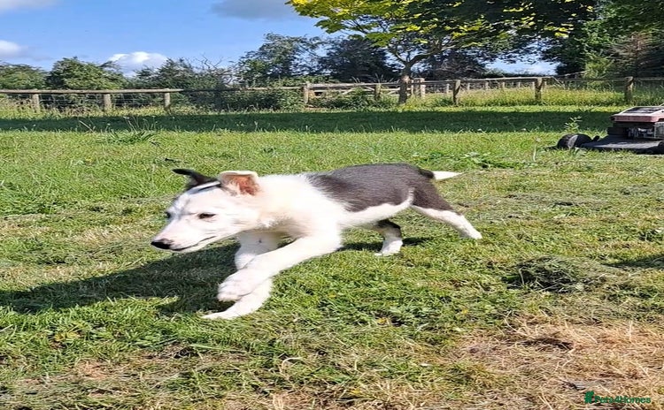 Mixed Breed dogs - Advert 7