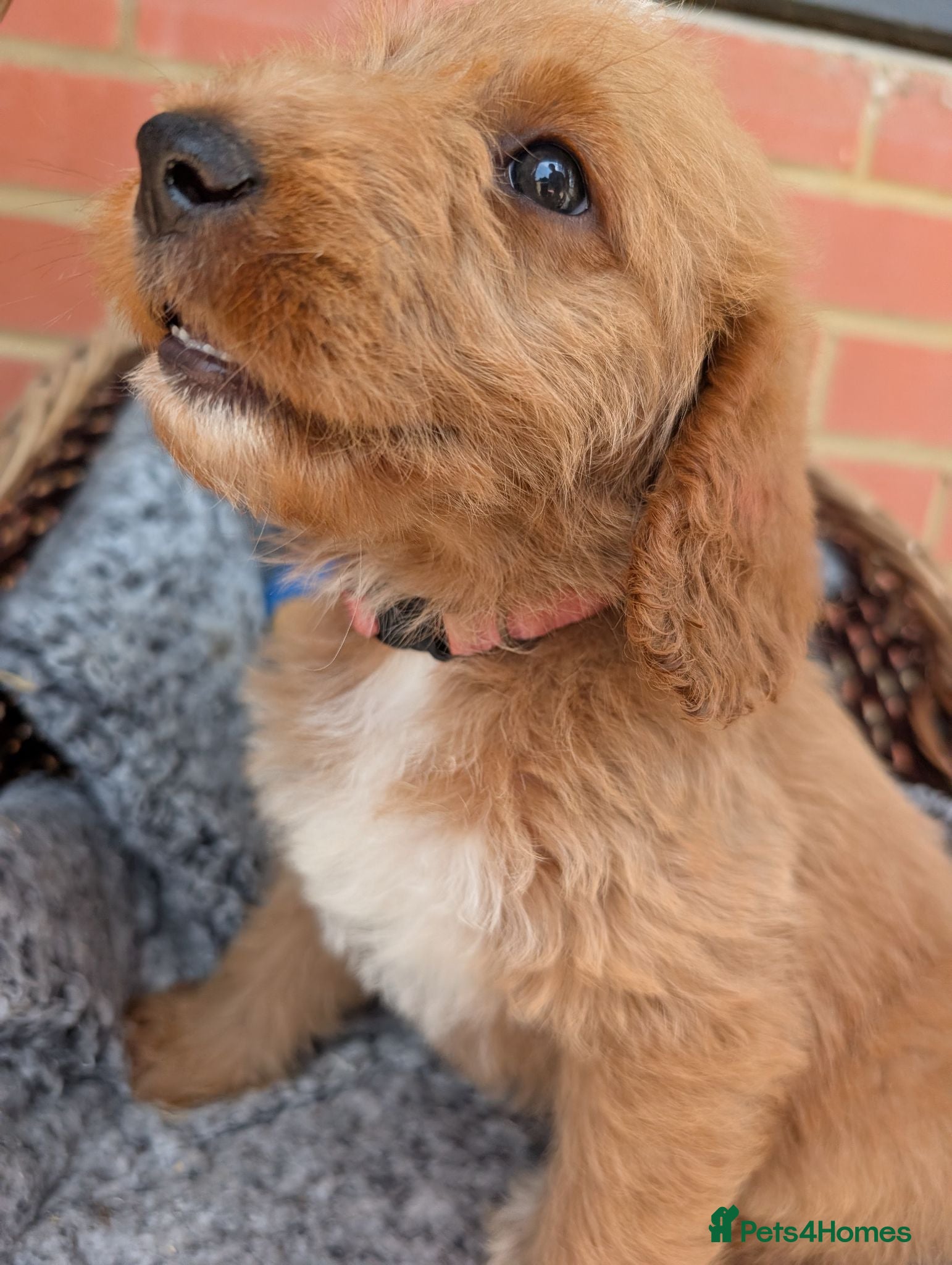 Australian Labradoodle dogs Stunning Red Australian Labradoodle puppies  - Advert 1