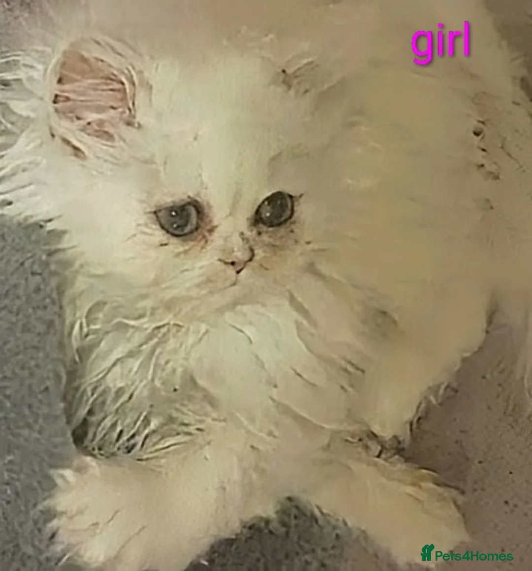 Persian cats for sale: ♦🍒White tipped Persian kittens ready now - Advert 10