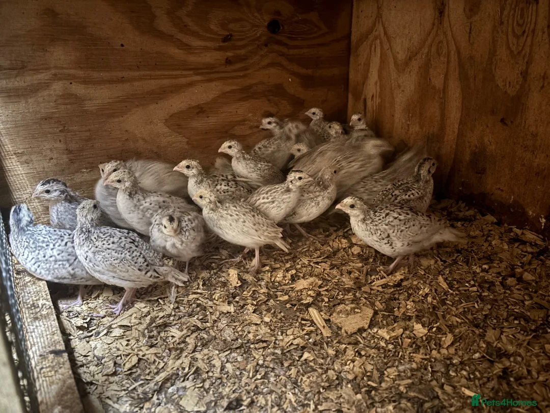 Quail poultry for sale: Snowflake Bobwhite Quail  - Advert 5