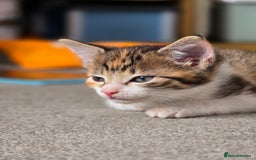 Domestic Shorthair cats for sale: 1 Beautiful Girl Kitten left (ready to leave) - Image 4