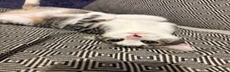 Mixed Breed cats for sale: Loving female kitten looking for a home  - Advert 4