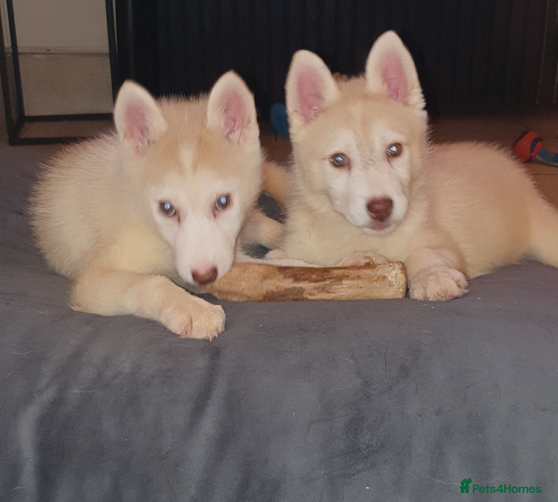 Siberian Husky dogs KC REG MIXED LITTER 5* BREEDER ON THIS SITE - Advert 2