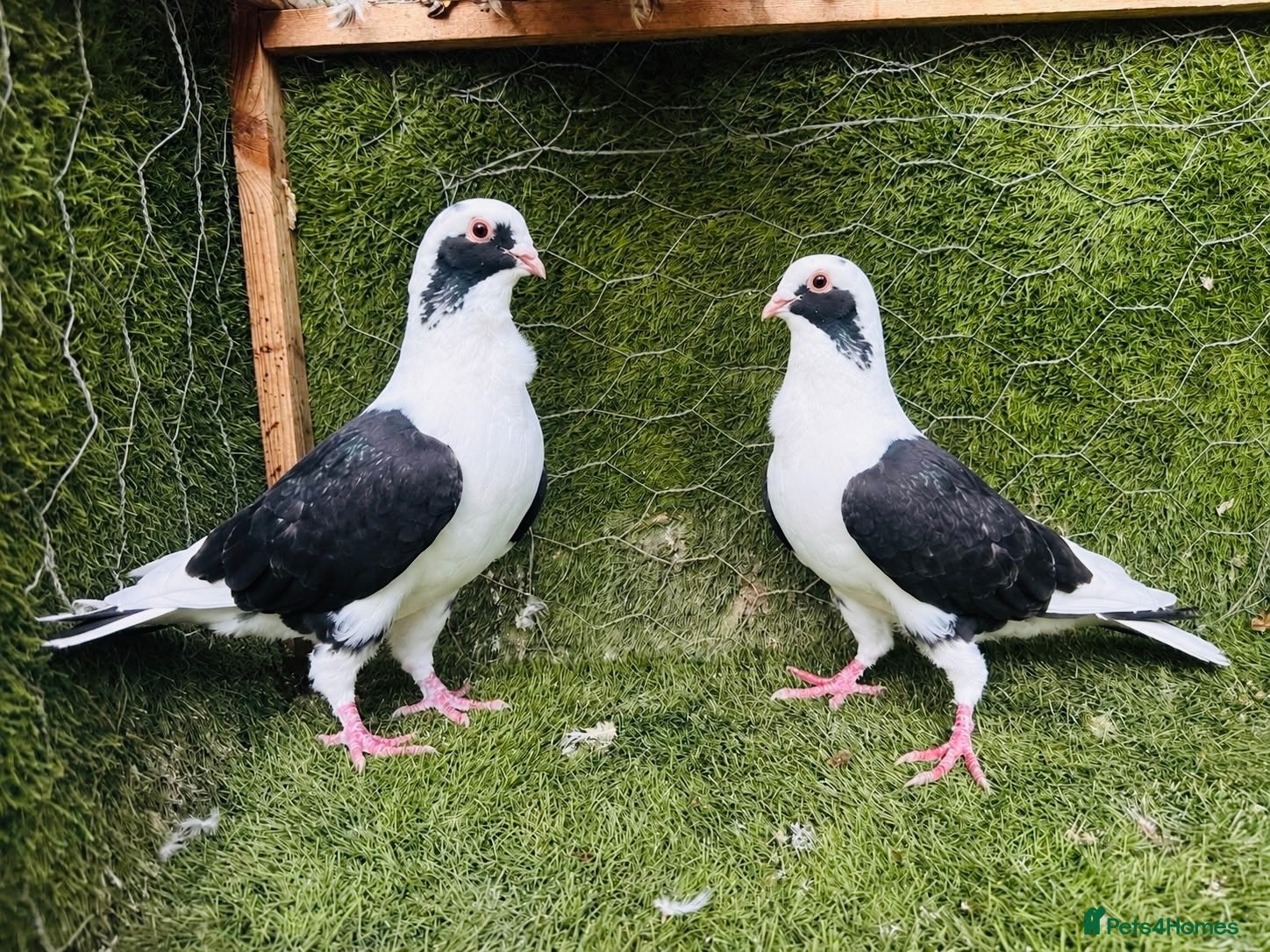 Pigeons birds Beautiful, Vaccinated & Friendly Pigeons - Advert 2