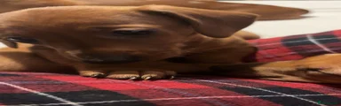 Miniature Dachshund 2