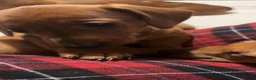 Miniature Dachshund dogs for sale: miniature dachshund pups 1 male and 1 female in Perth - Advert 4
