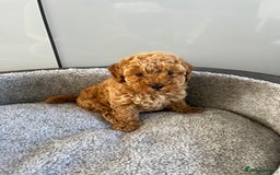 Cavapoo dogs for sale: Stunning F1bb Cavapoo puppies  - Image 9