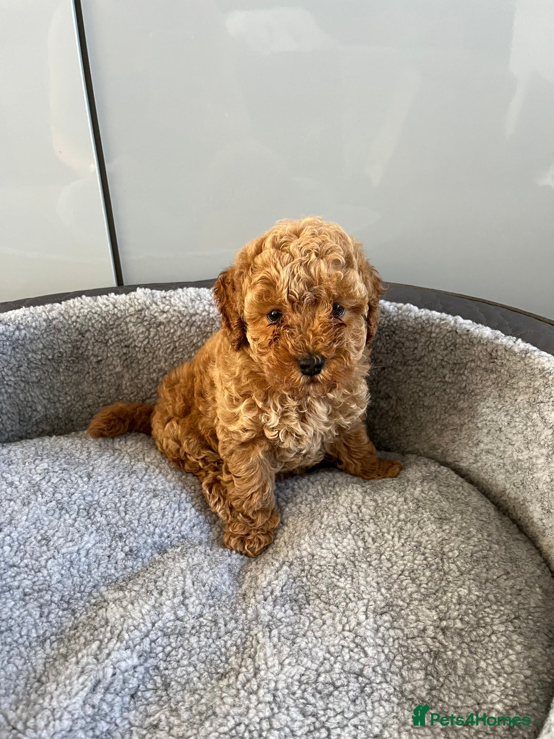 Cavapoo dogs for sale: Stunning F1bb Cavapoo puppies  - Image 9