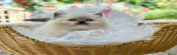 Ragdoll cats for sale: READY TO GO 1 left  (£900) available(TIMEWASTERS)  - Advert 13