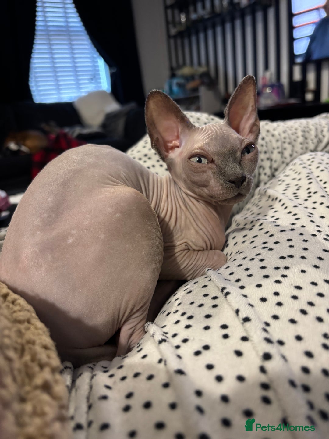 Sphynx cats for sale: Sphynx Kitten - Advert 8