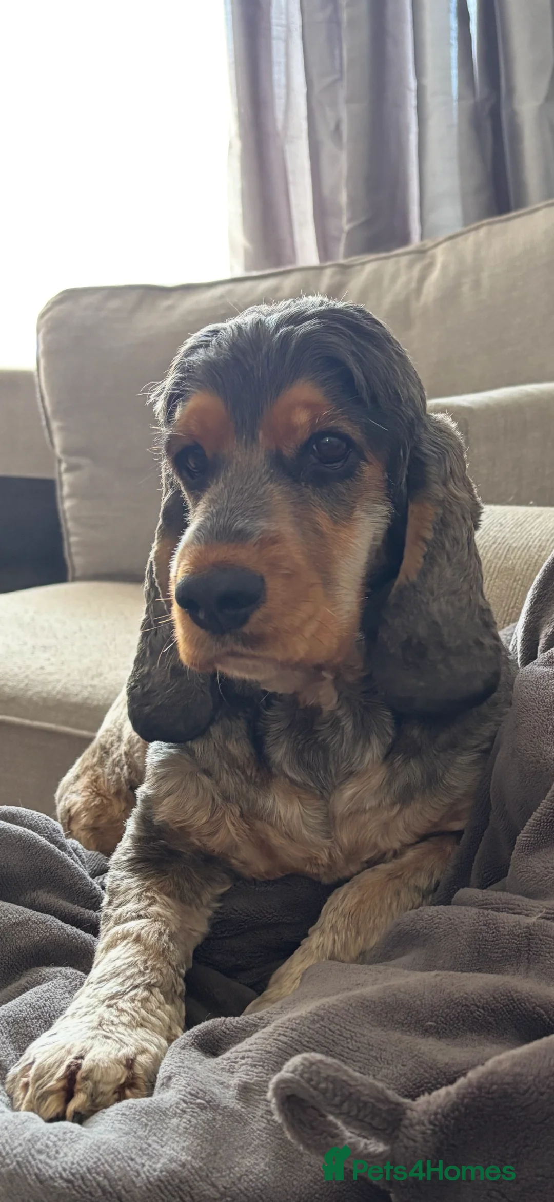 Cocker Spaniel dogs for sale: Female Cocker Spaniel - Advert 4