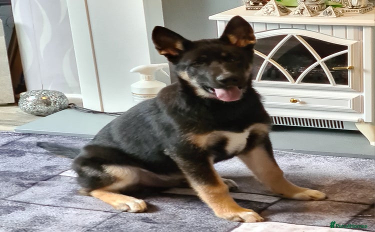 Mixed Breed dogs - Advert 13