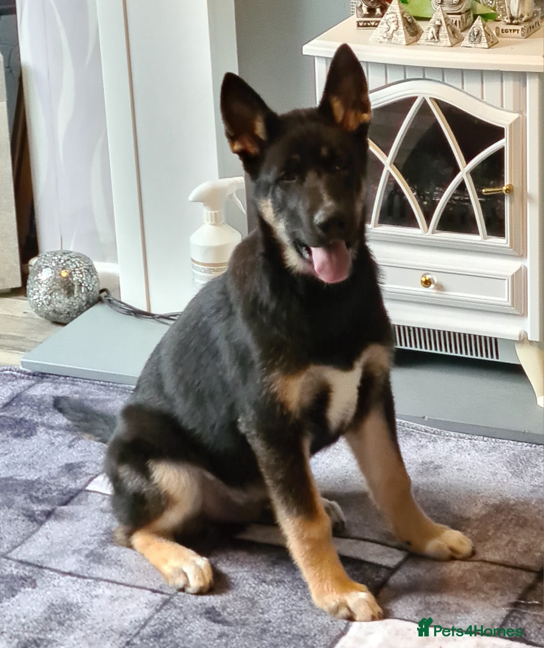 Mixed Breed dogs for sale: Shepsky/huskita puppy boy 4 months old - Image 1
