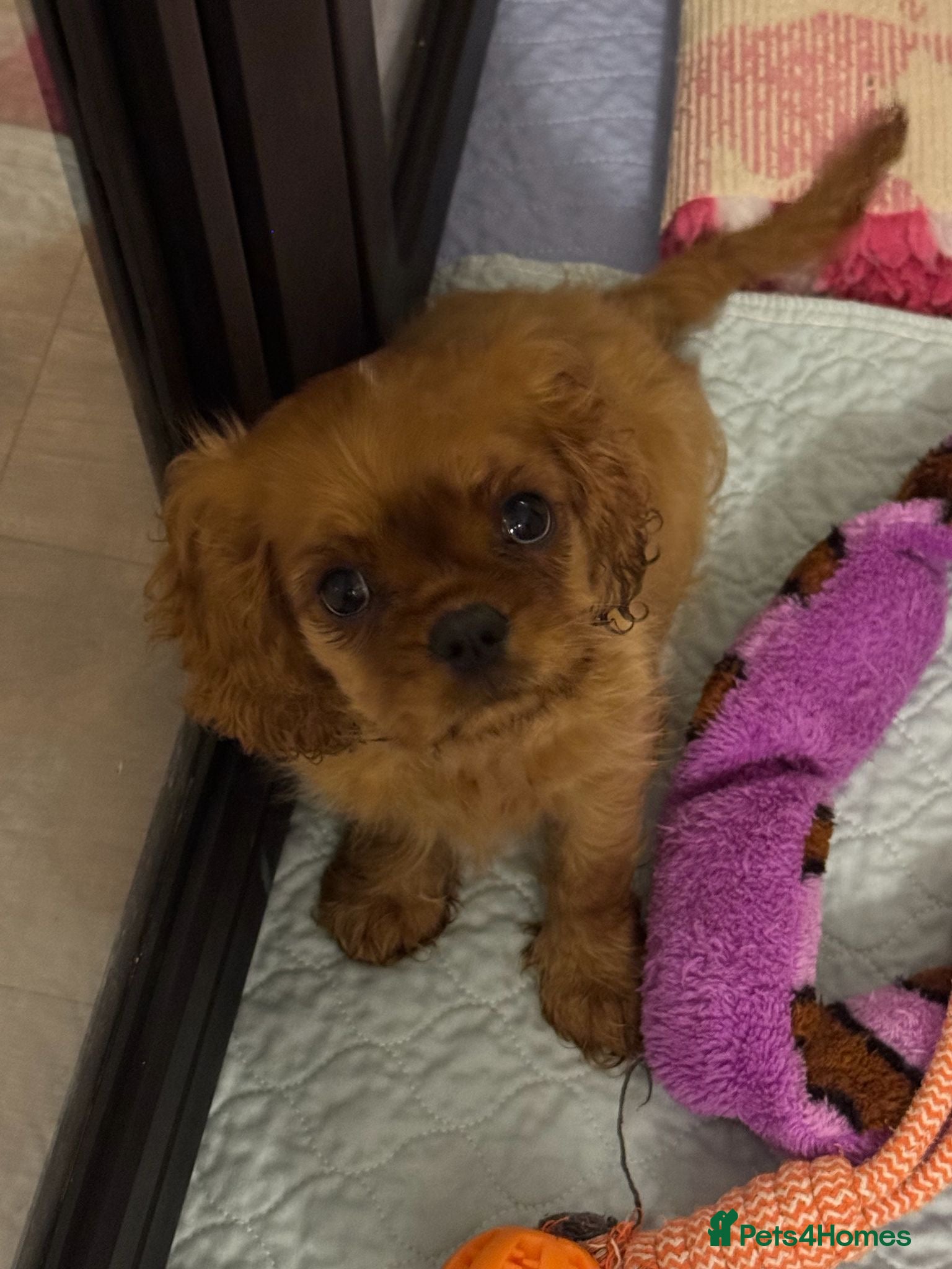Cavalier King Charles Spaniel dogs FULLY VACCINATED RUBY CAVS READY NOW  - Advert 2