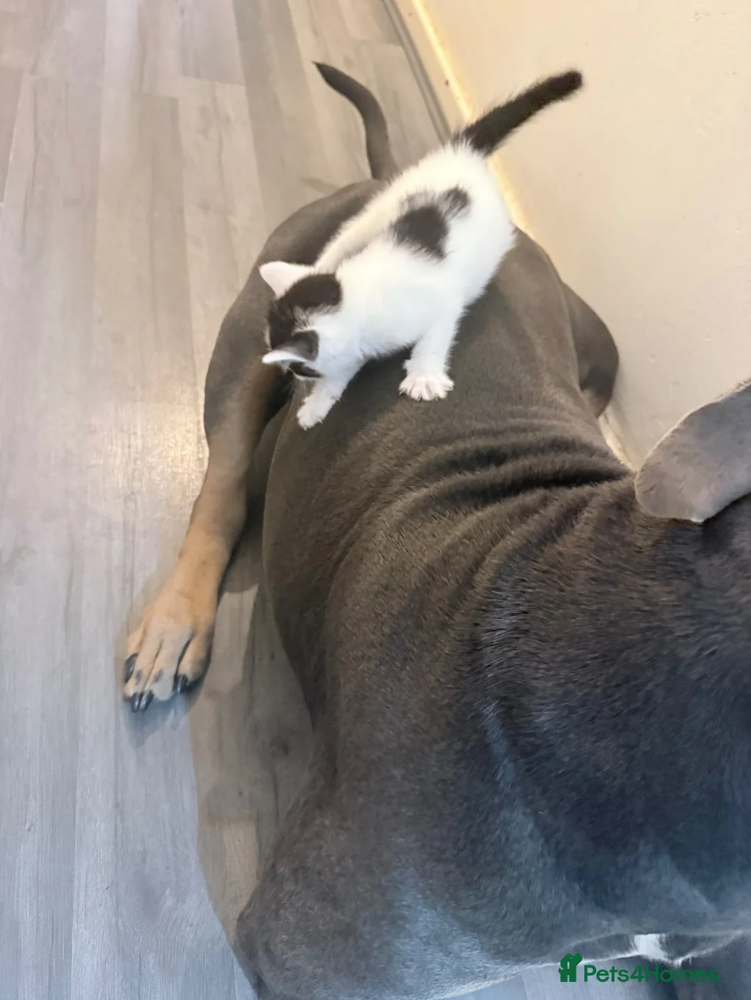 Mixed Breed cats for sale: 4 Adorable Kittens Looking for Their Forever Home! in Mitcham - Advert 8