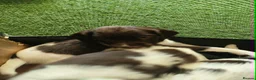 English Springer Spaniel dogs for sale: Gorgeous KC reg ES spaniel Pups - Advert 6