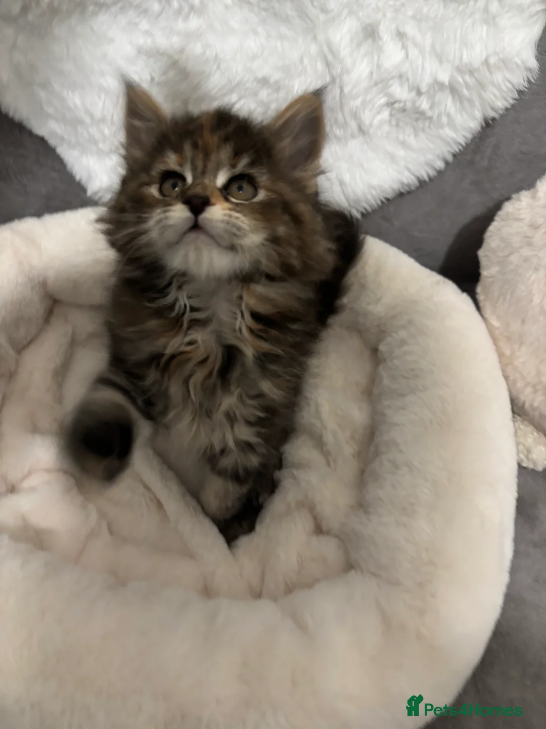 Maine Coon cats for sale: LAST GIRL Maine Coon Kitten  - Advert 8