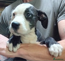 Mixed Breed dogs Bull wheaten pup available ready to go - Advert 9