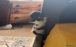 Mixed Breed cats for sale: Gorgeous playful kittens - Image 5