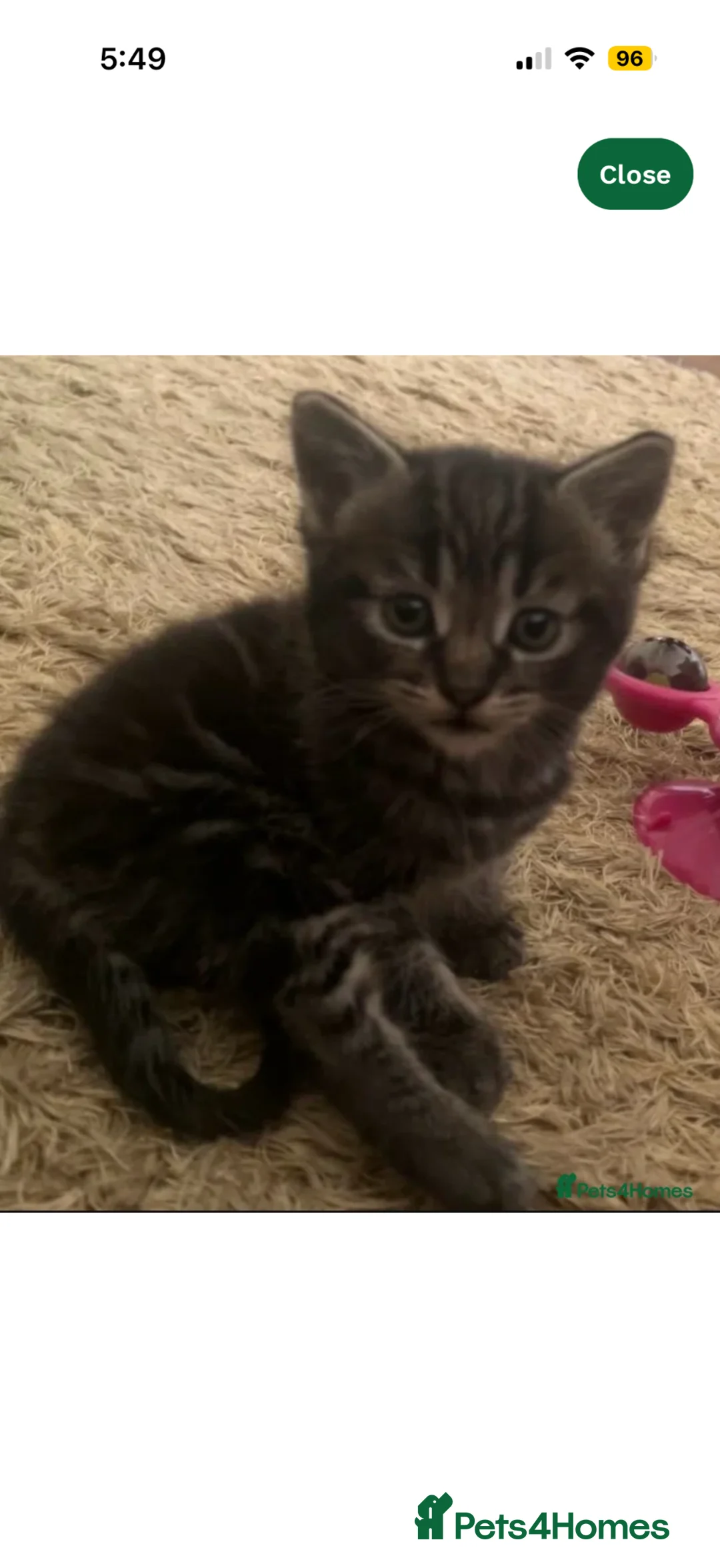 Mixed Breed cats for sale: Beautiful Kitten ready for his new home 🐈  - Advert 3