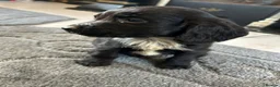 Cocker Spaniel dogs for sale: Beautiful Cockers  in Edinburgh - Advert 11