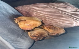 Miniature Dachshund dogs for sale: 3 gorgeous miniature daschunds - Image 15