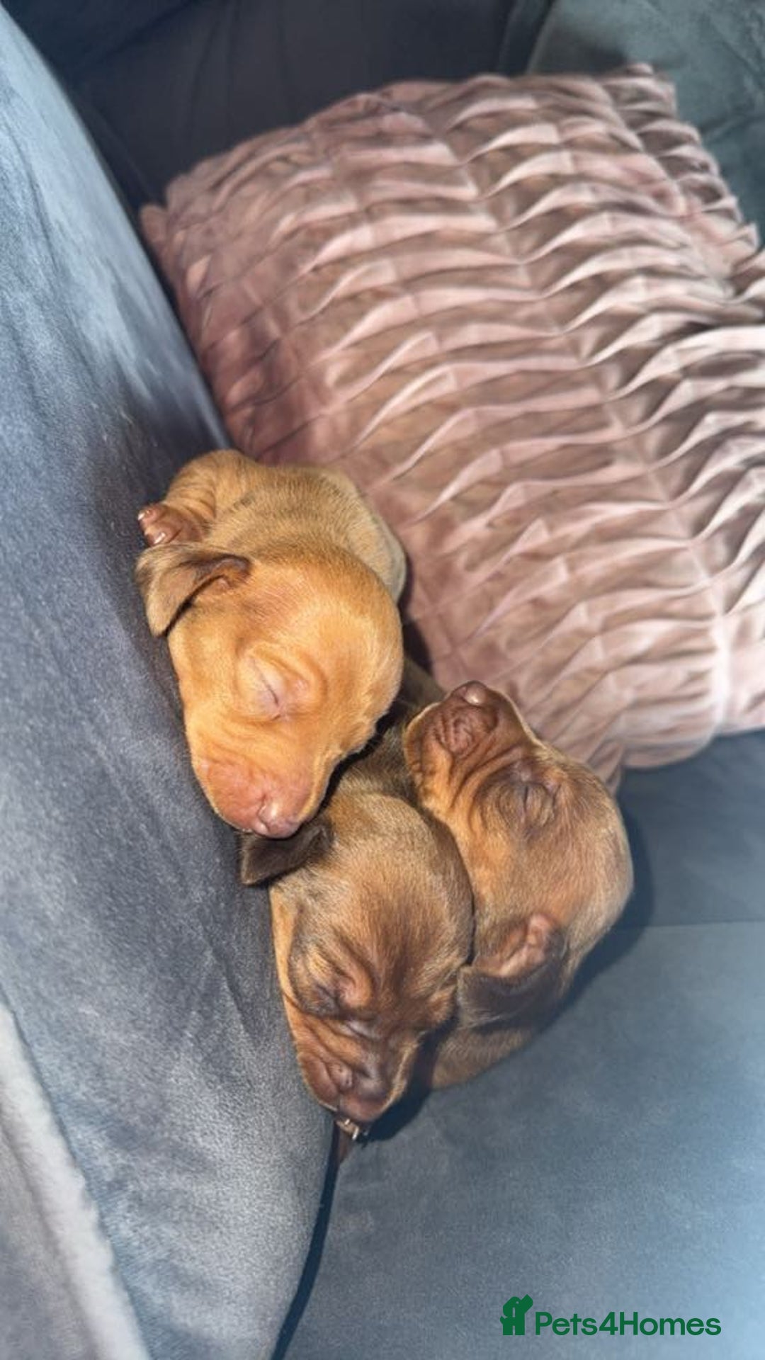 Miniature Dachshund dogs for sale: 3 gorgeous miniature daschunds - Image 15