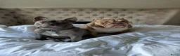 English Bulldog dogs for sale: Bulldog looking for a loving new home - Advert 4