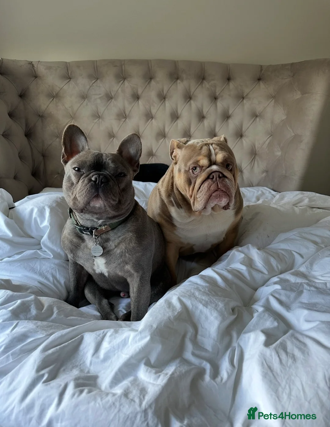 English Bulldog dogs for sale: Bulldog looking for a loving new home - Advert 4