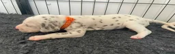 Dalmatian dogs for sale: Exceptional KC Liver Spotted Dalmatian Puppies - Advert 16