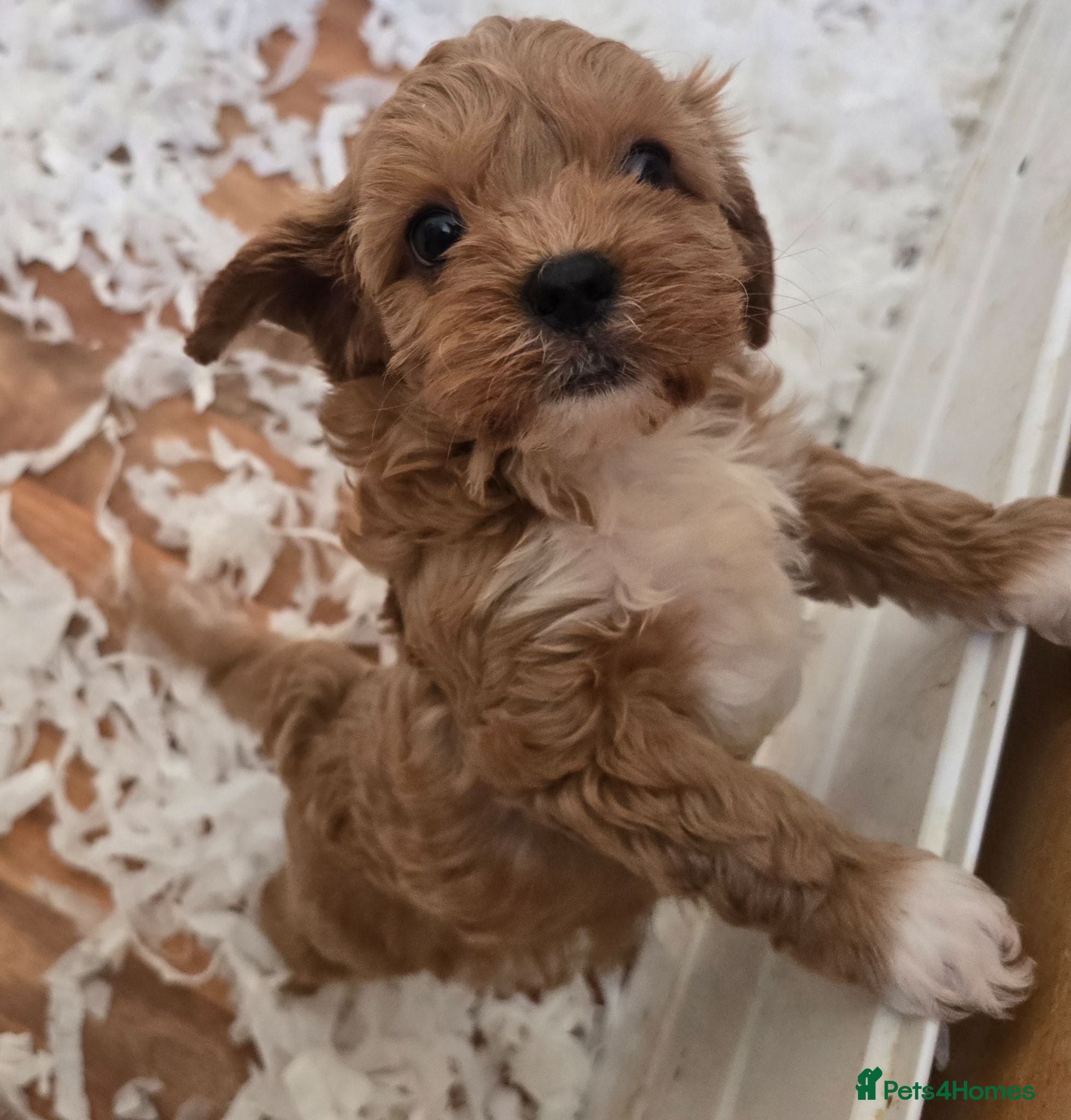Cavapoo dogs Fox Red f1 cavapoo puppies  - Advert 1
