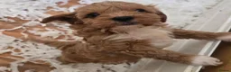 Cavapoo dogs for sale: Fox Red f1 cavapoo puppies  - Advert 12