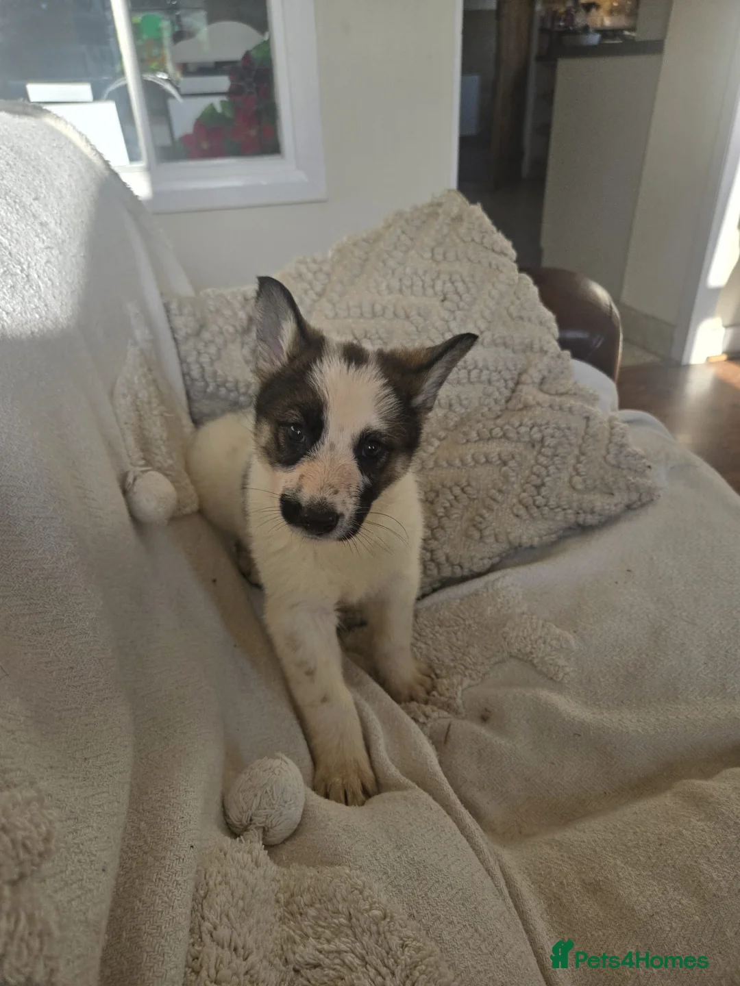 Mixed Breed dogs for sale: German Shepherd X Puppy - ready for a home - Advert 6